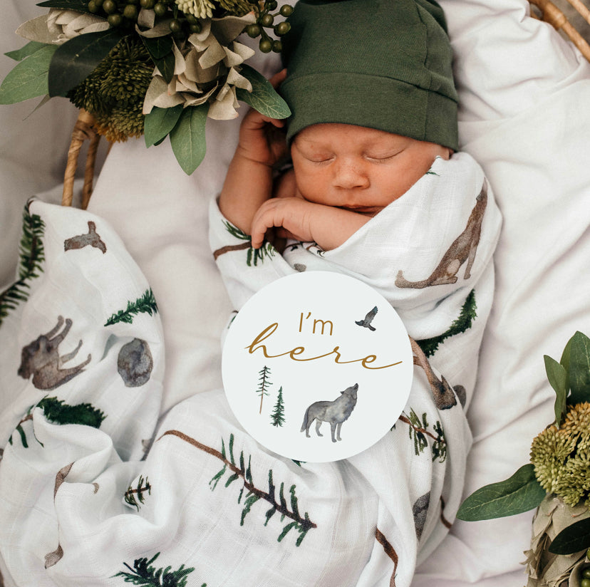 Alpha & Bronze Milestone Cards | Little Bambino Bear